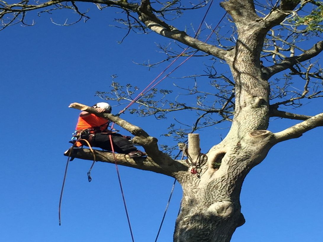 arborist