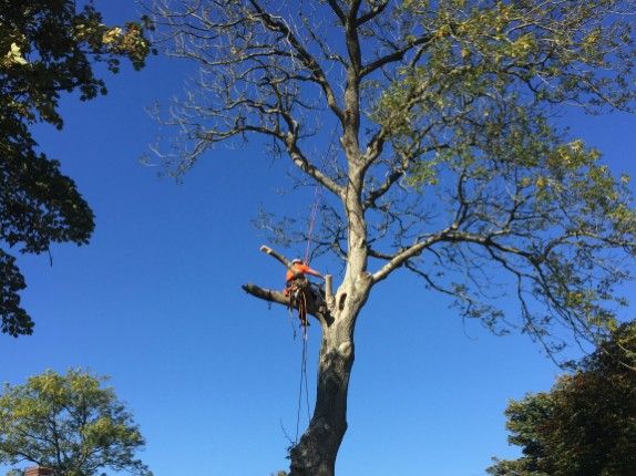 Tree felling