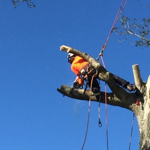 arborist