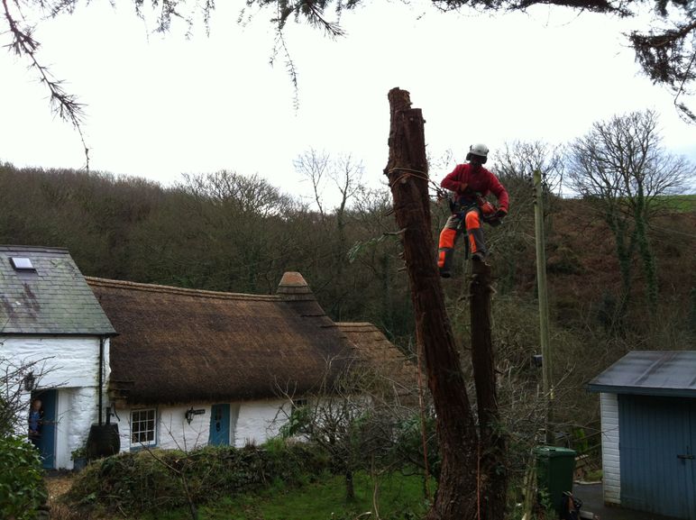 tree felling