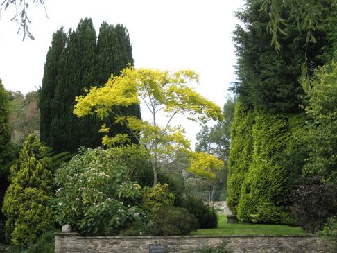 ornamental tree