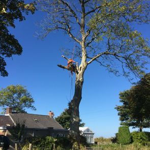 forestry specialist