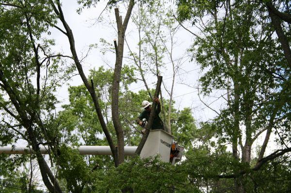 tree pruning